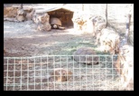 Pafos Zoo -30-05-2017 - Bogdan Balaban